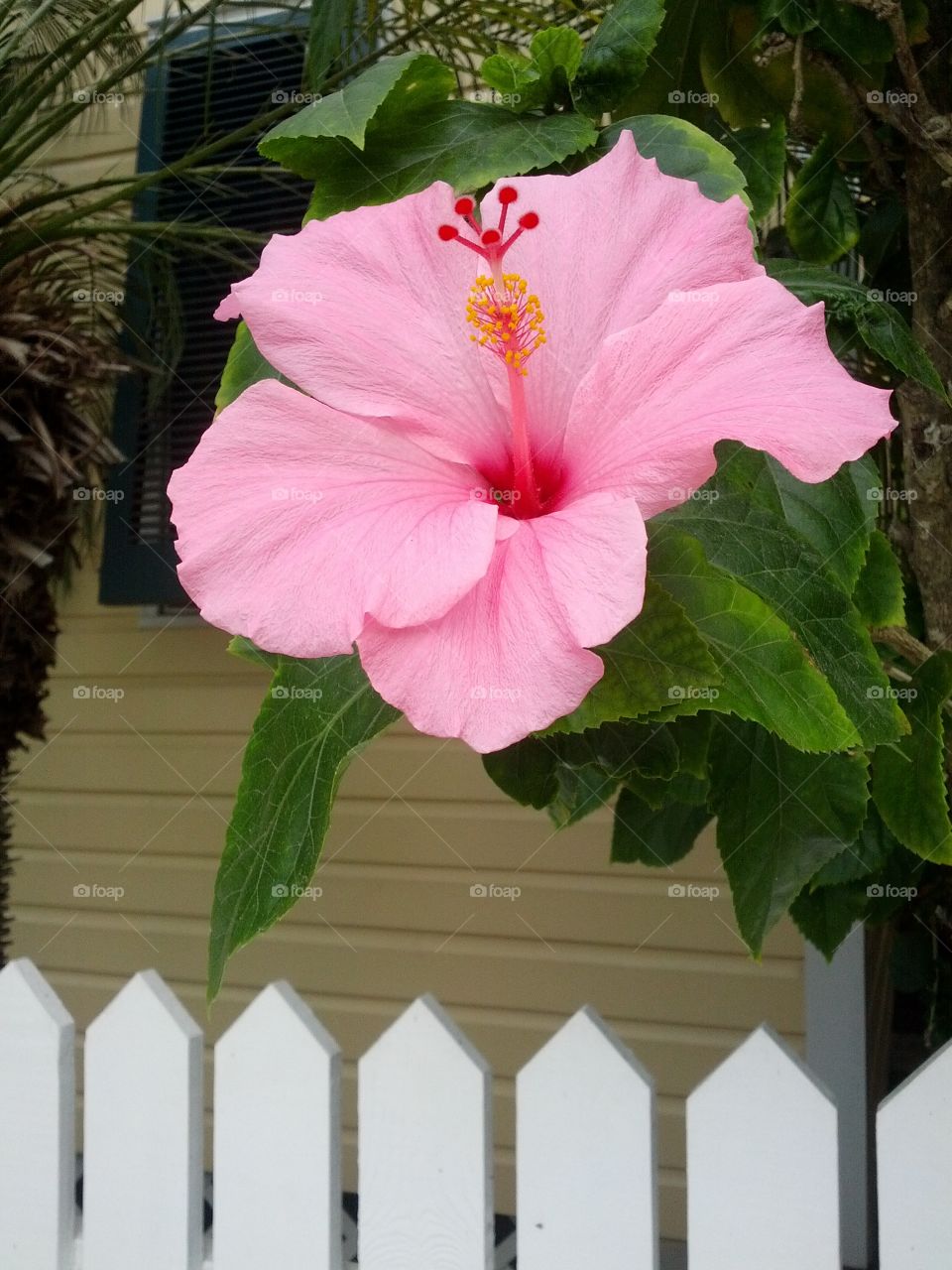 Hibiscus