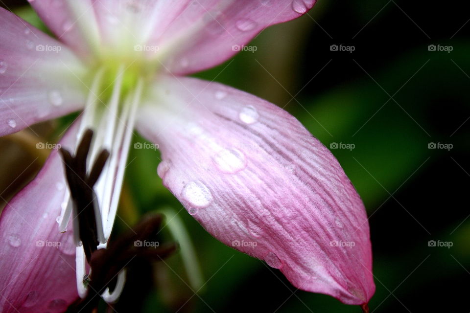 Rain on Lily