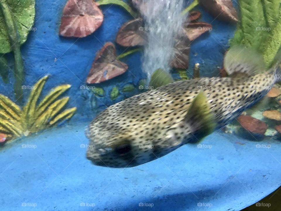 Fish aquarium 