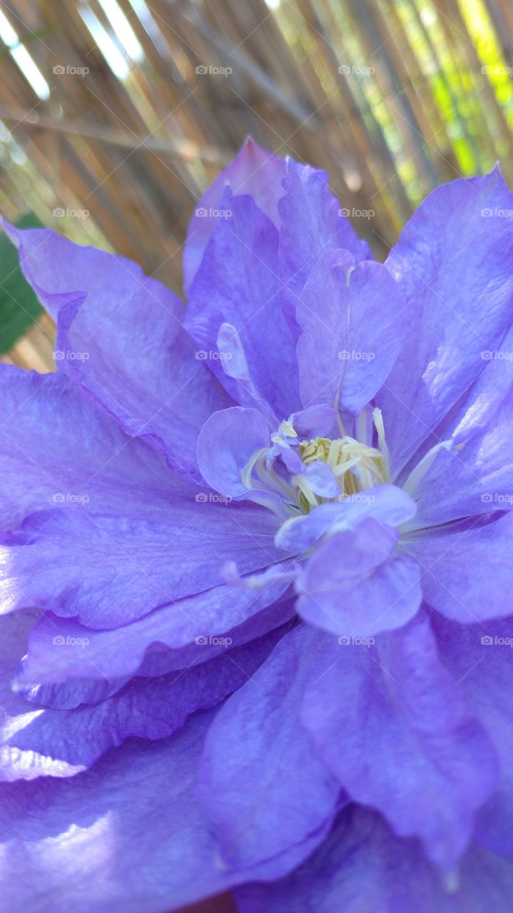 Clematis in blue