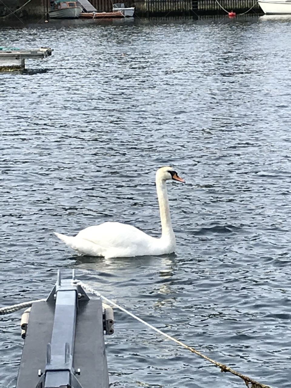 One lonely swan swimming around in the sea in Norway. The swan is white, and has a orange neb.