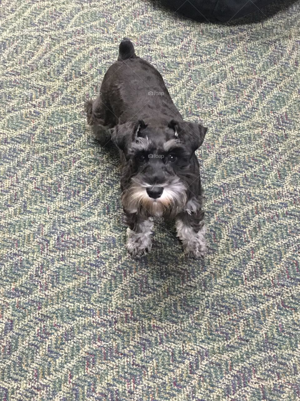 Schnauzer Puppy