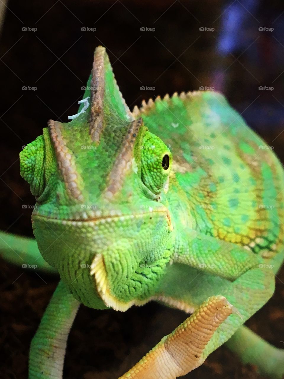My model the chameleon