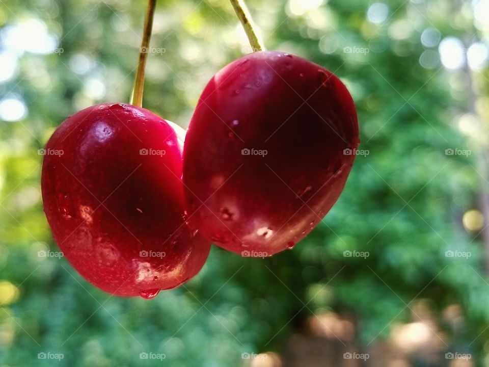 Cherries