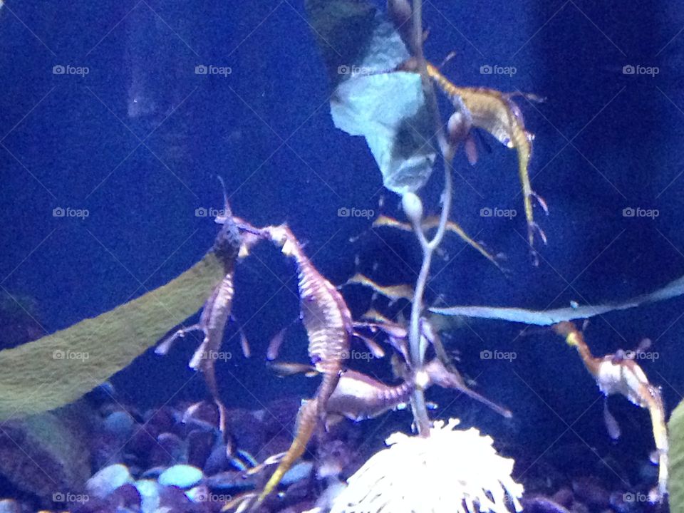 Sea dragons, Ripleys Aquarium , Myrtle Beach, SC
