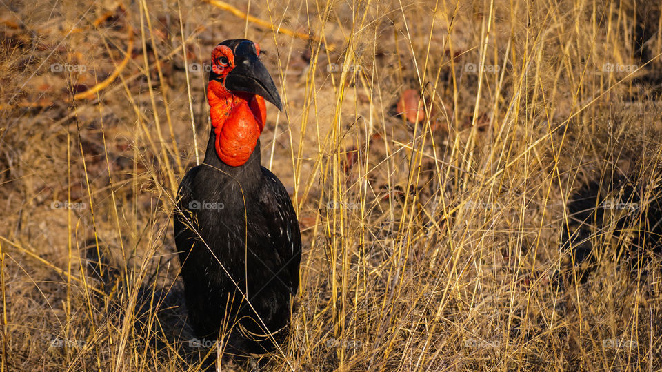 Big Red. Southern Afican Hornbill
