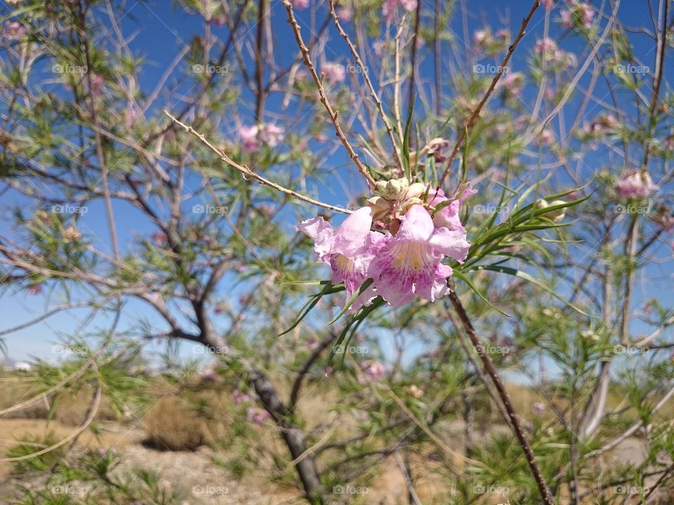 desert flower. walking in the dry dead desert I spotted this