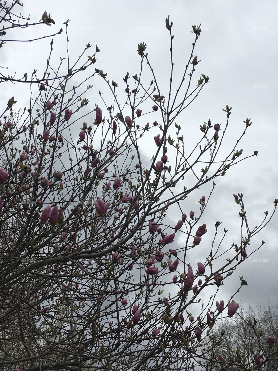 Magnolias on a cloudy day