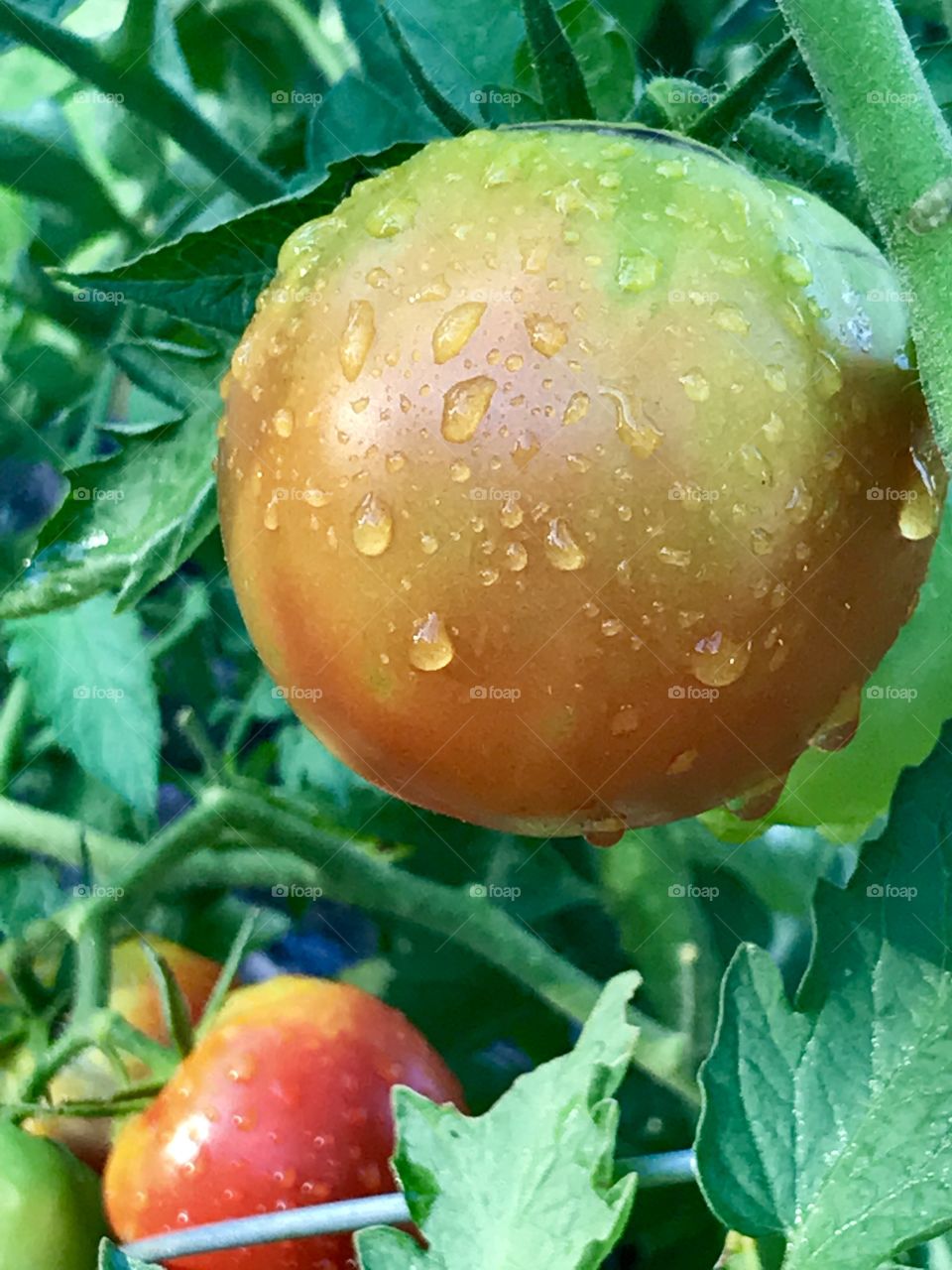 Tomato- After Run