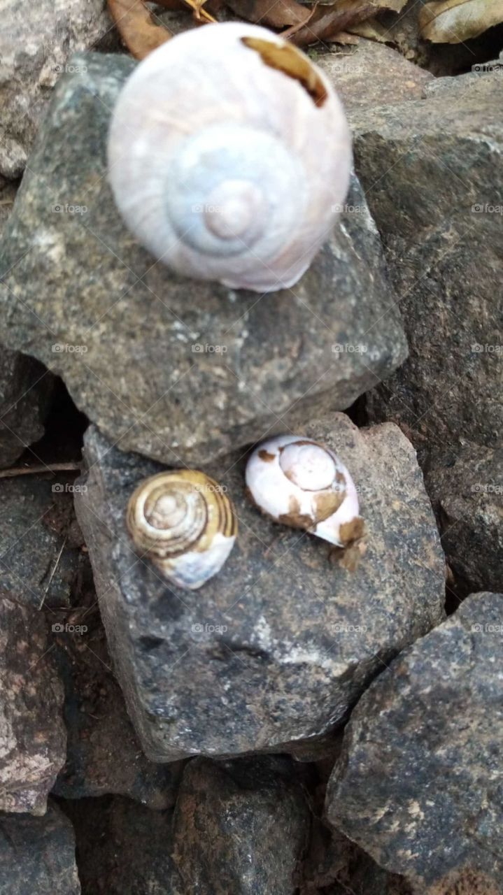 покинутый дом