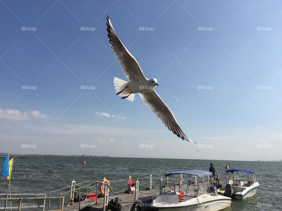 seal gull and lake