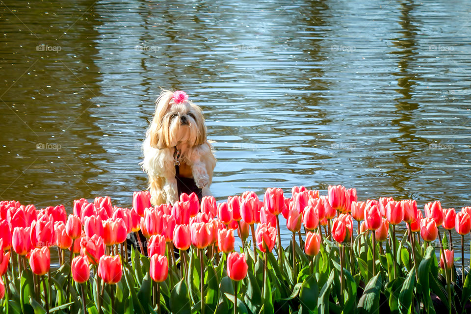 Tulip, Flower, Nature, Garden, Flora