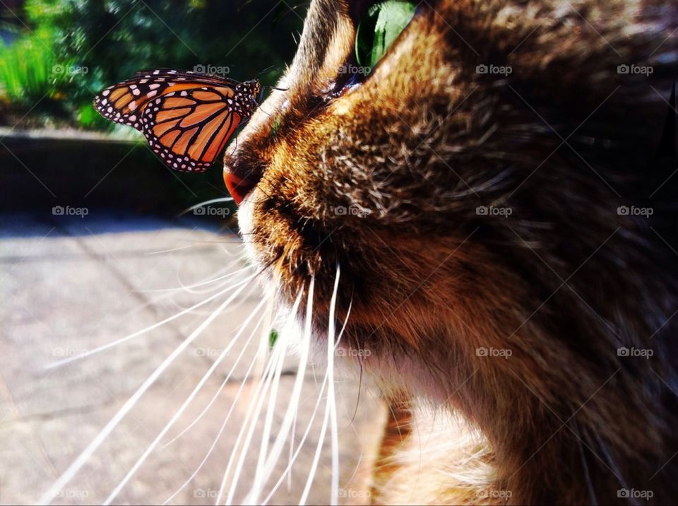 Cat with a butterfly landed on its nose