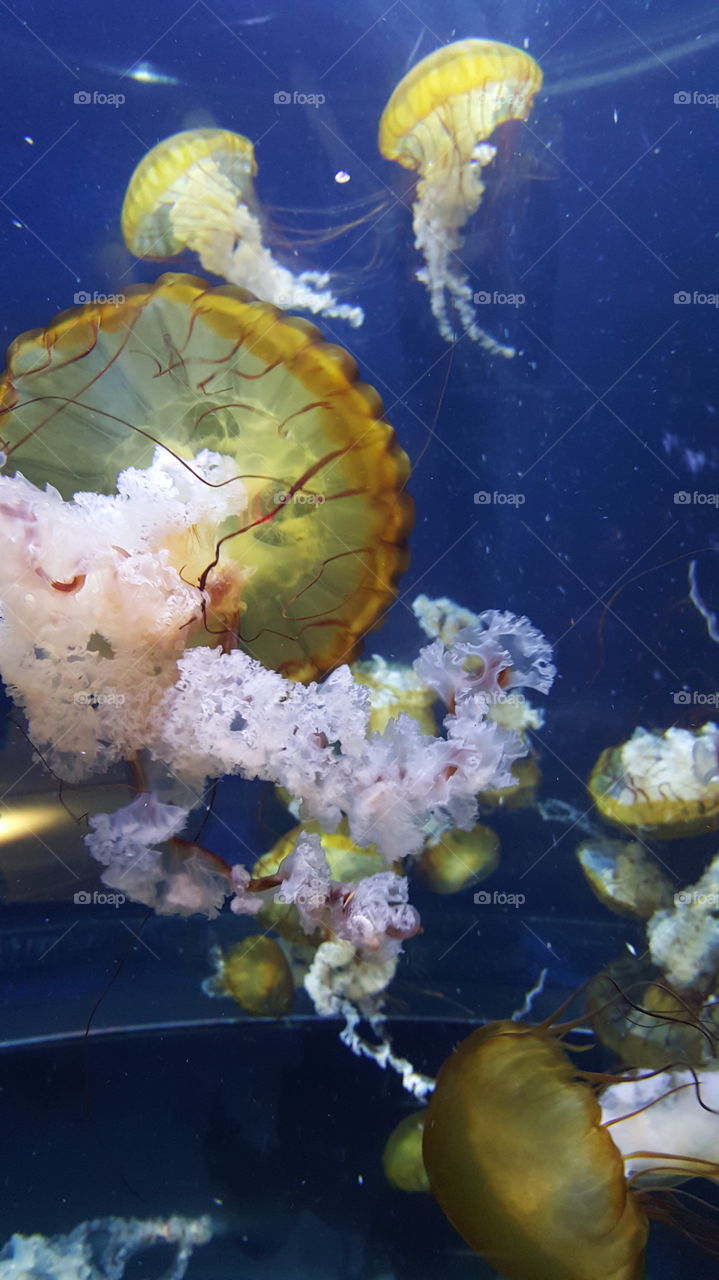 Underwater, Fish, Aquarium, Water, Ocean