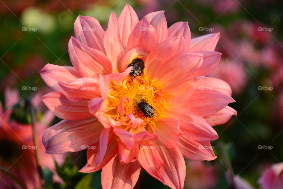 Dahlia and insects