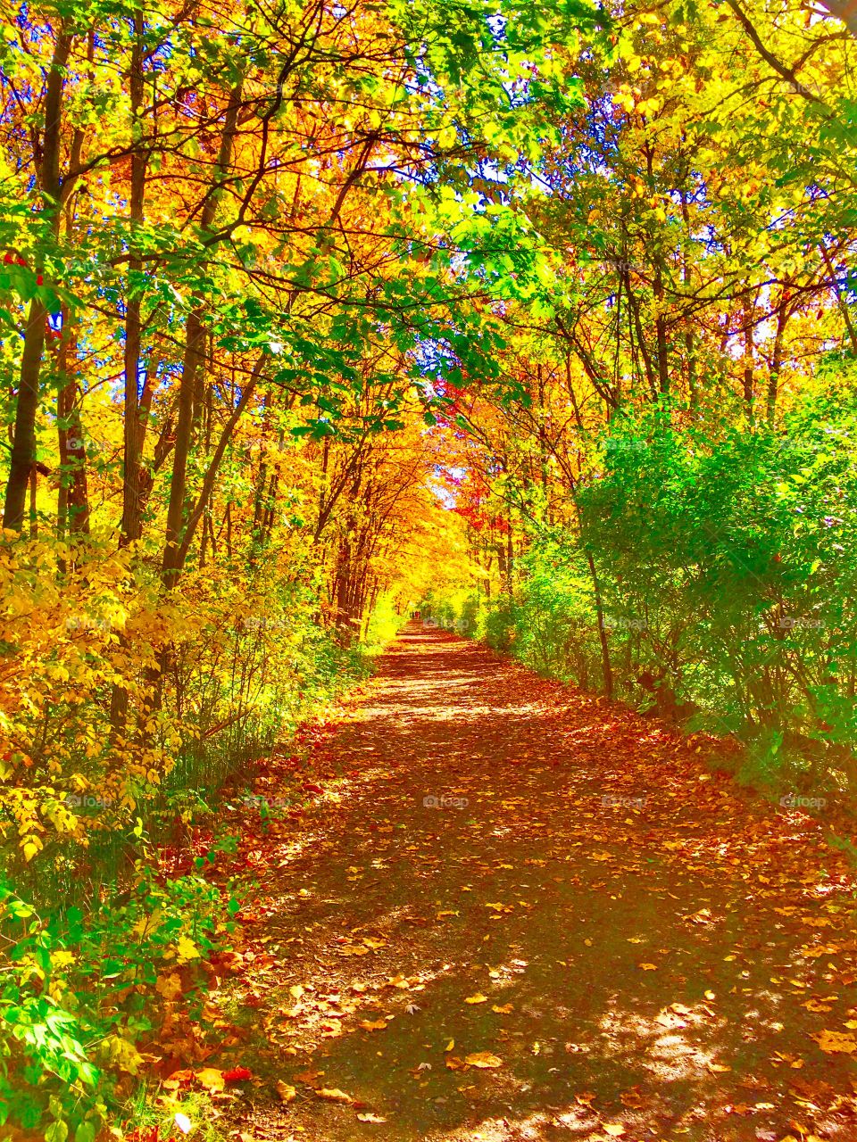 Glorious, Golden, Michigan autumn path. 