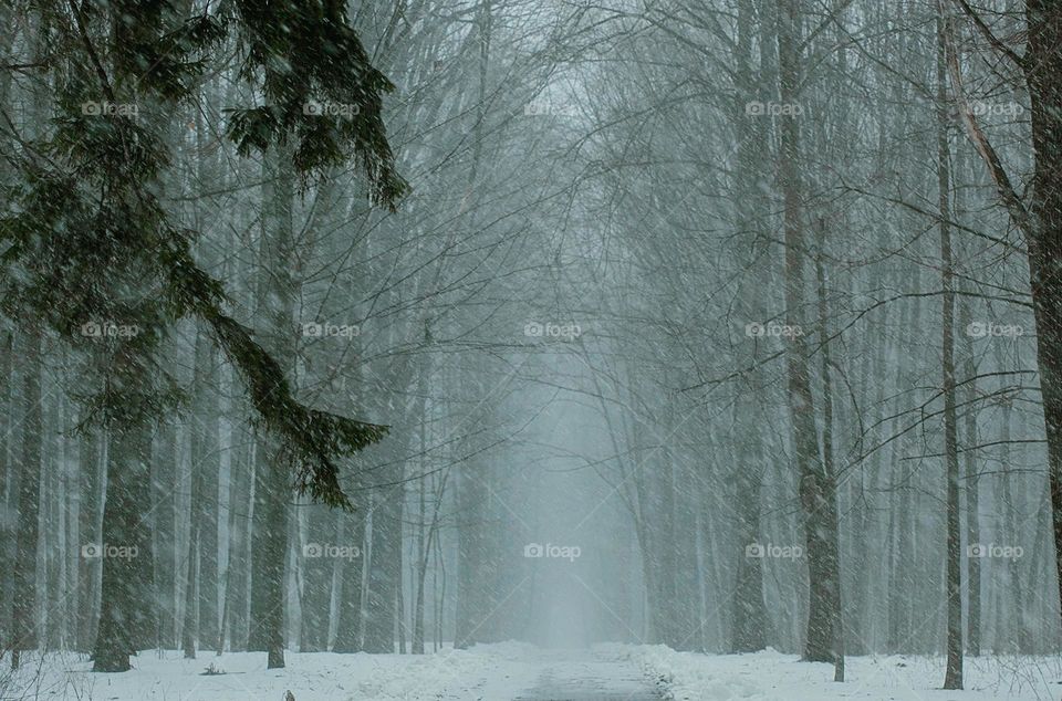 Snowfall in spring in a park with big trees.