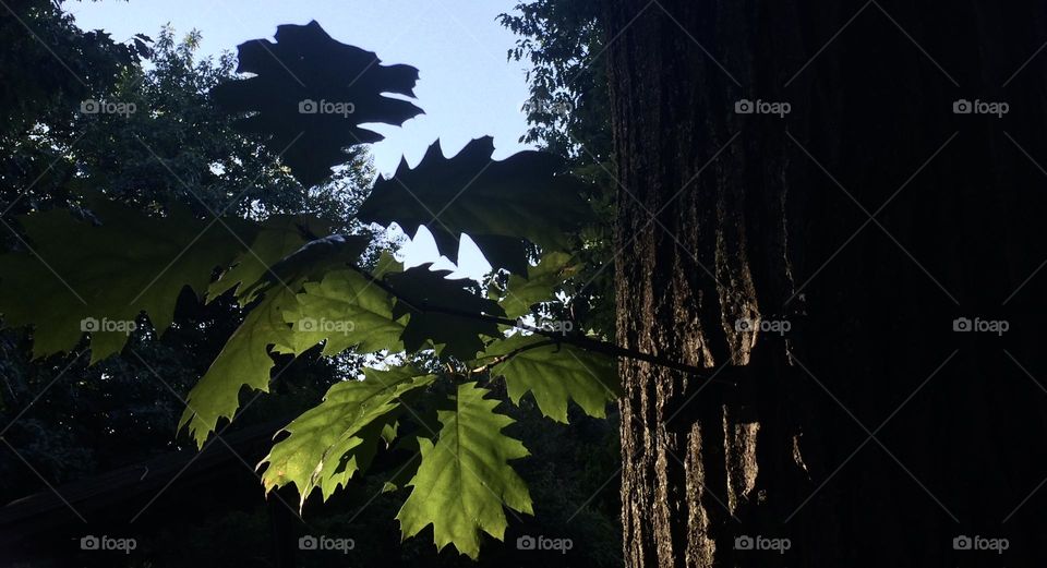 The Sun light through a oak’s leaf
