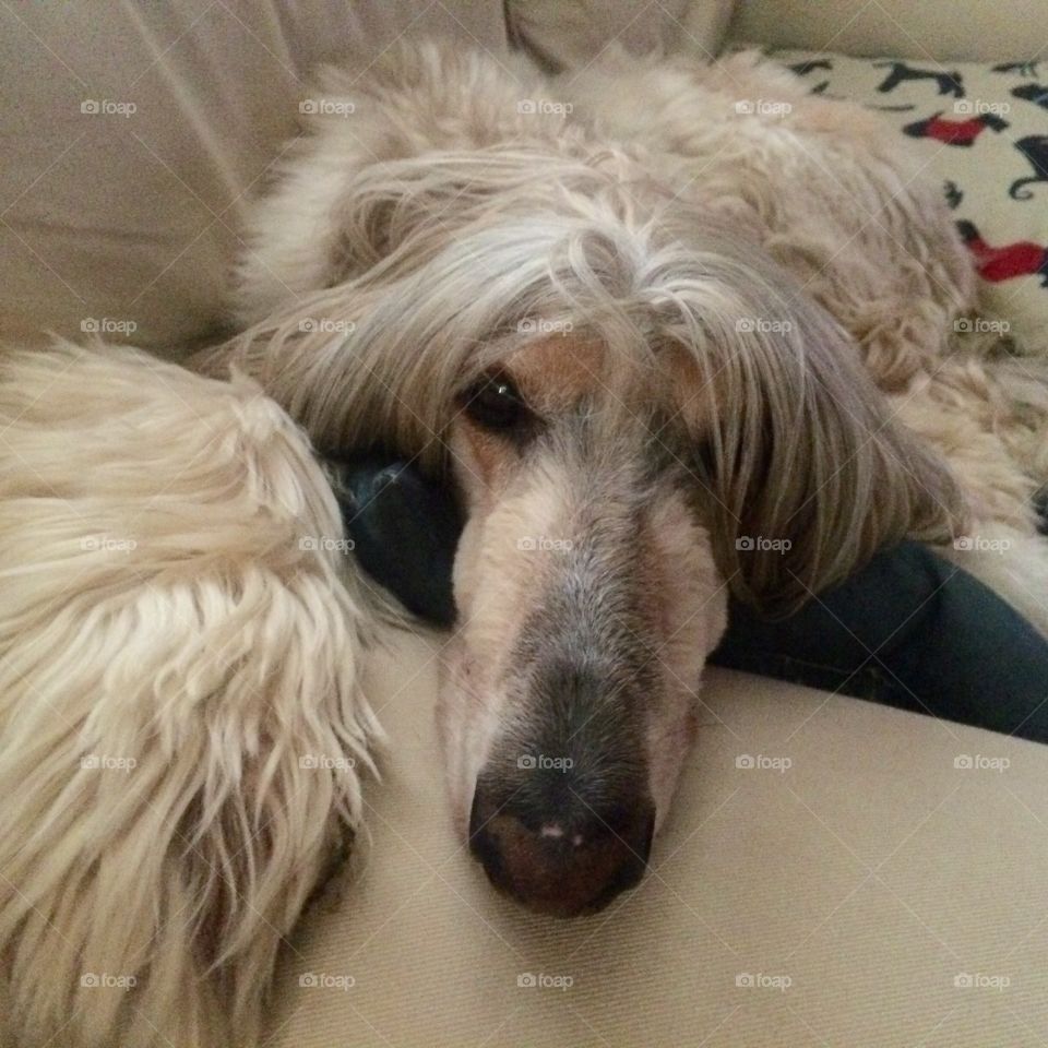 The face of love. Afghan Hound, pet, love, furkid, dog, relaxing, bestiE