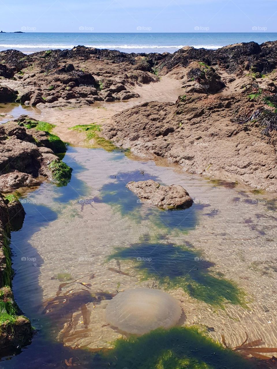 Jellyfish stuck in the reefs