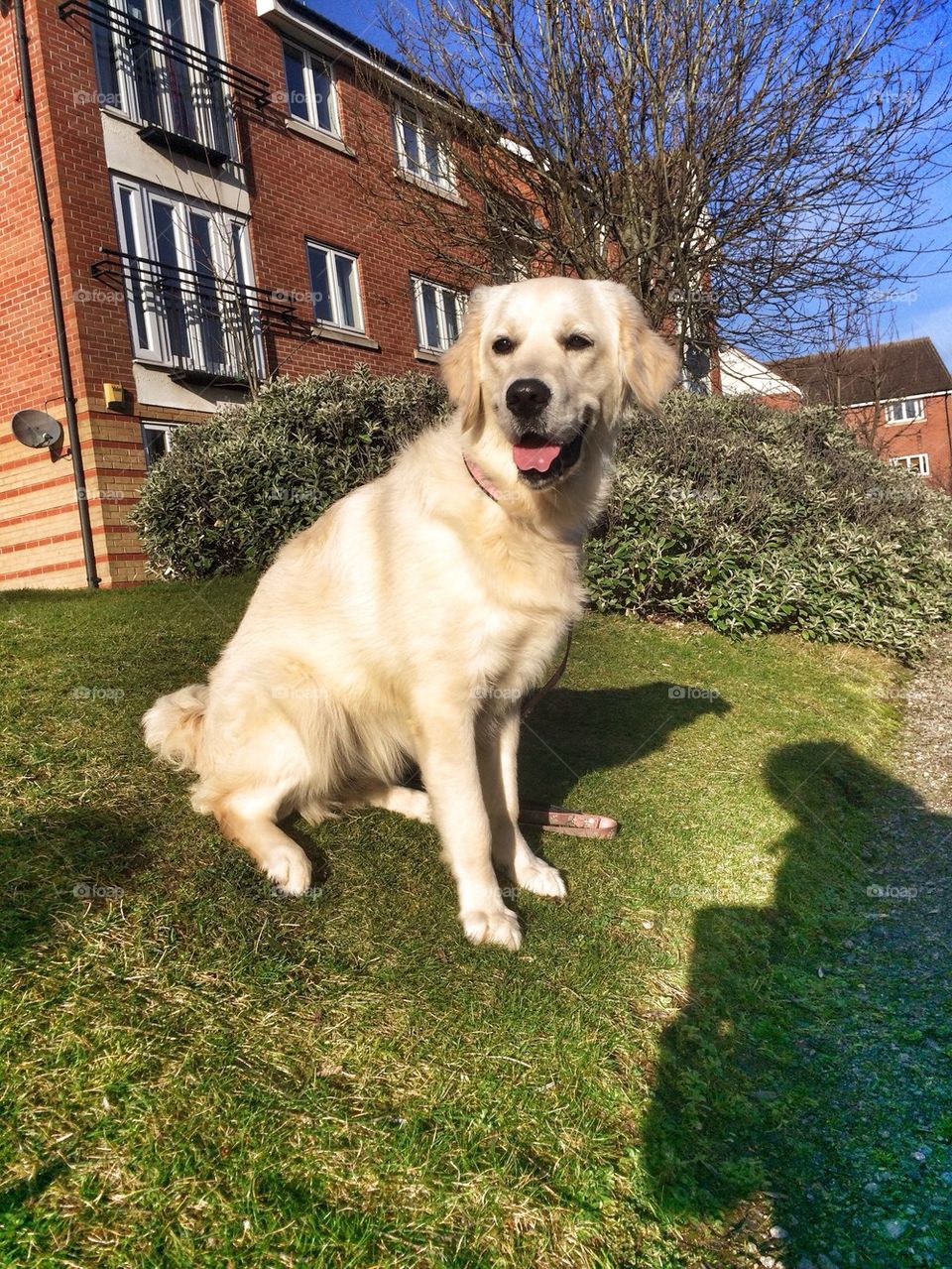 Zoe - Golden Retriever