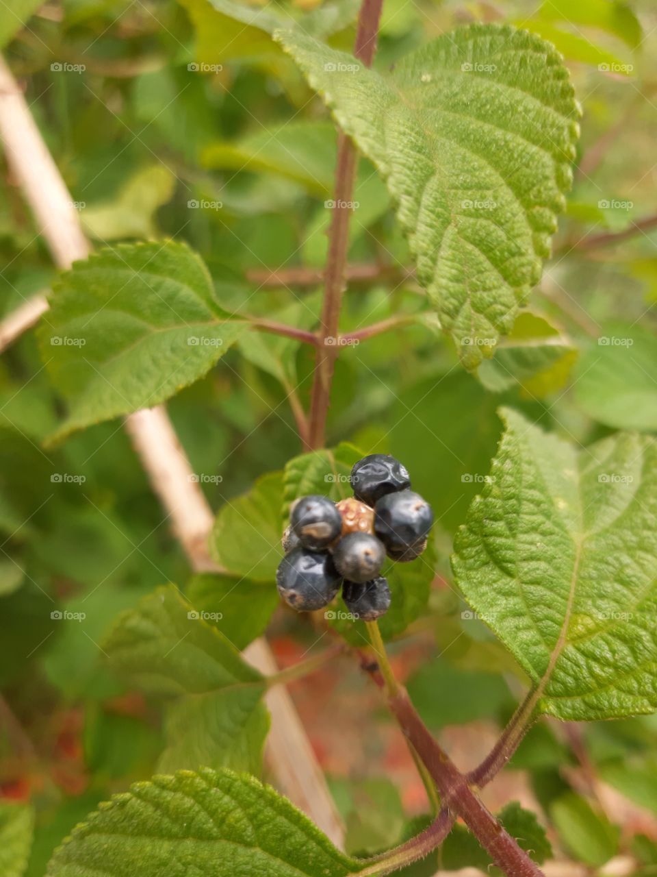 fruits