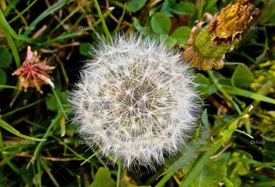 Dandelion 