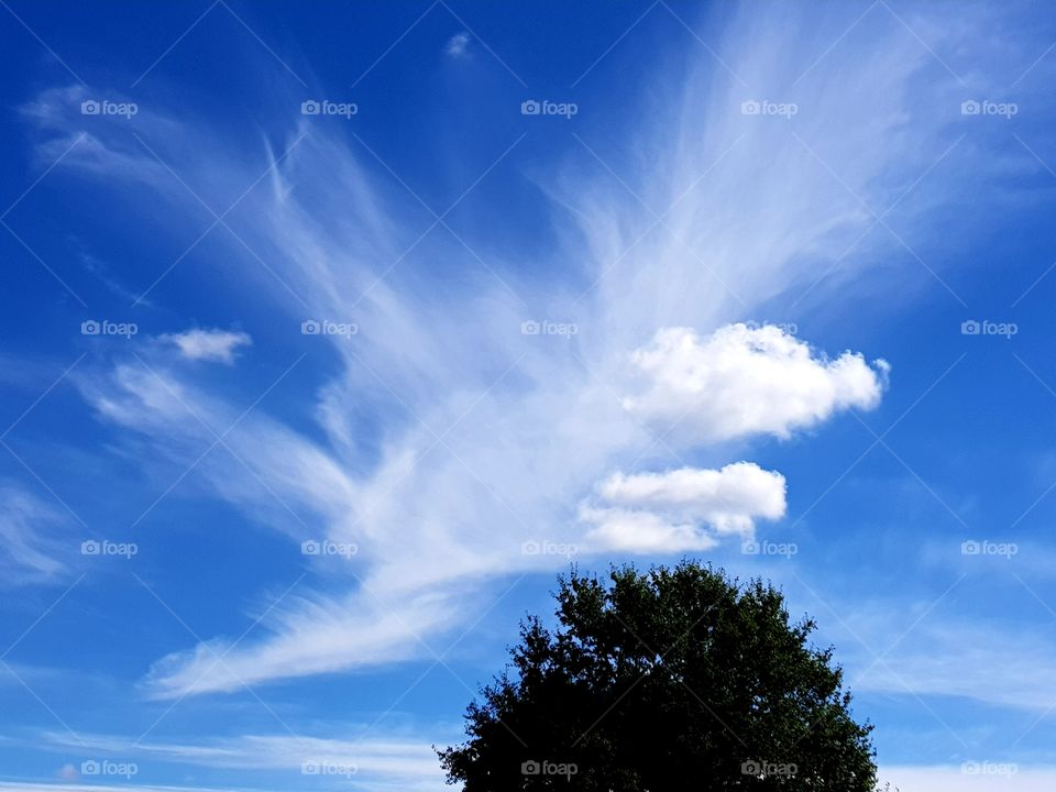 Treetop and beautiful clouds