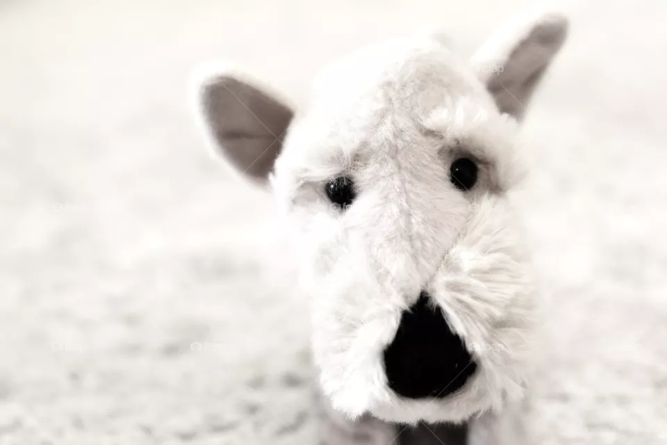 cute dog