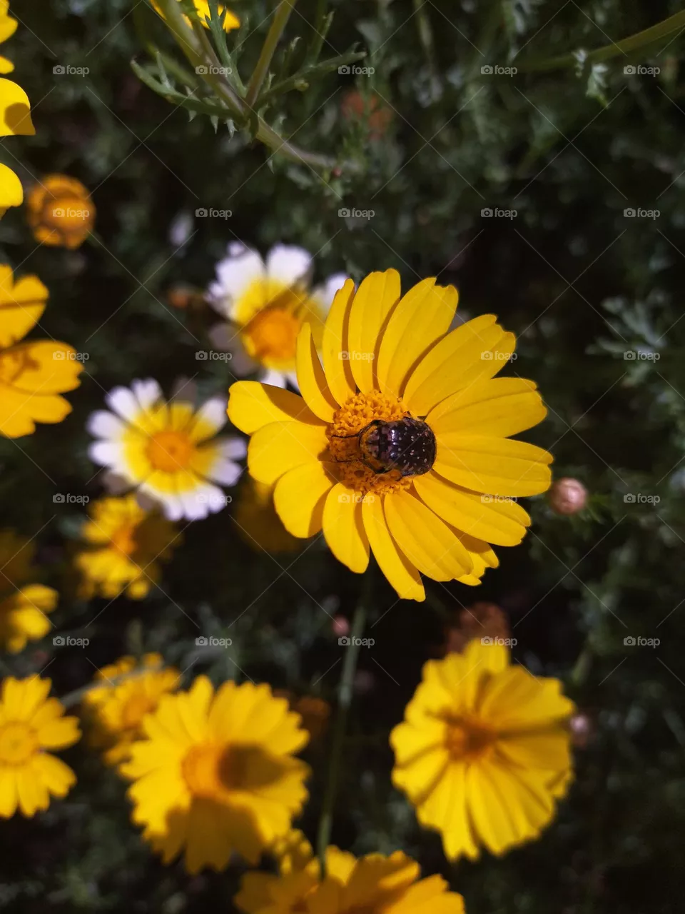 insect in the yellow flower