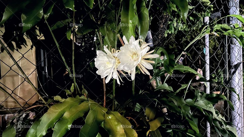 夜裡盛開的花