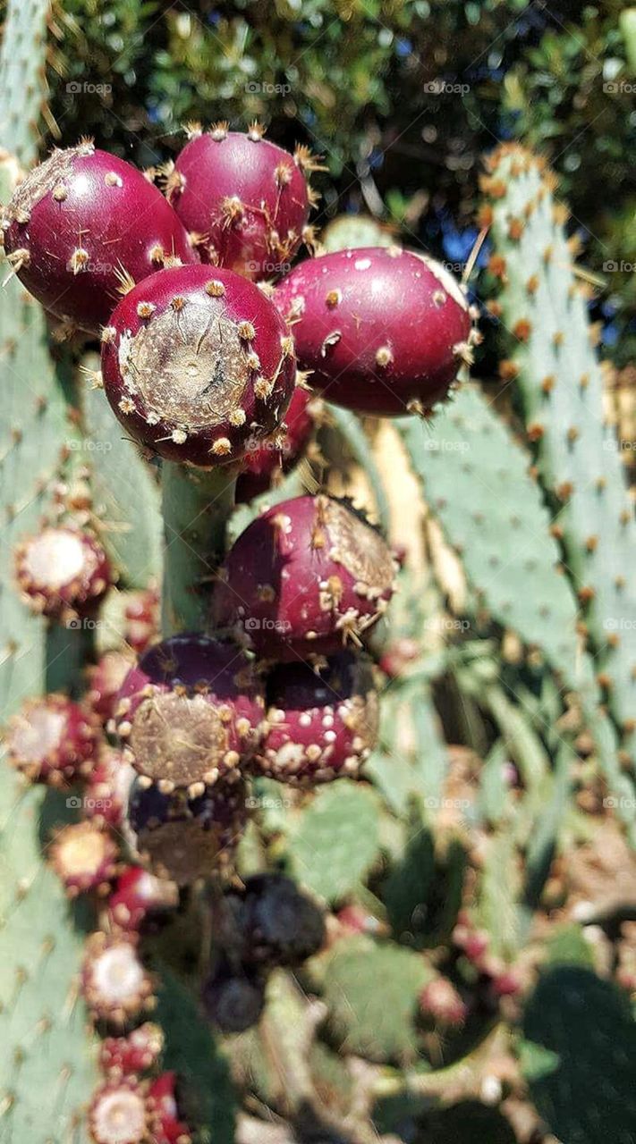 frutos  de la naturaleza