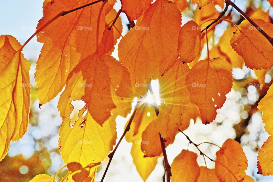 early morning sun rays shine through the Beautiful fall leaves