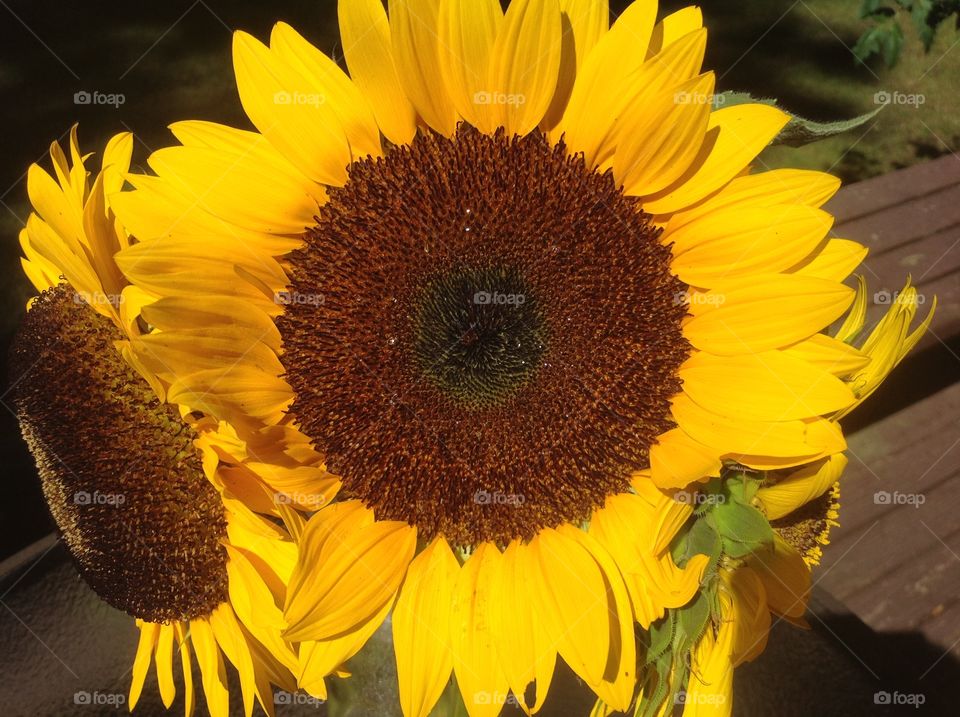 A close up of a beautiful sunflower.