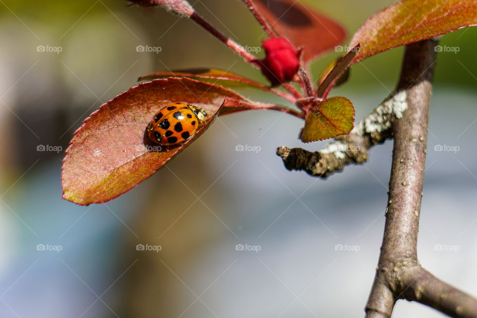Sunbathing Ladybug