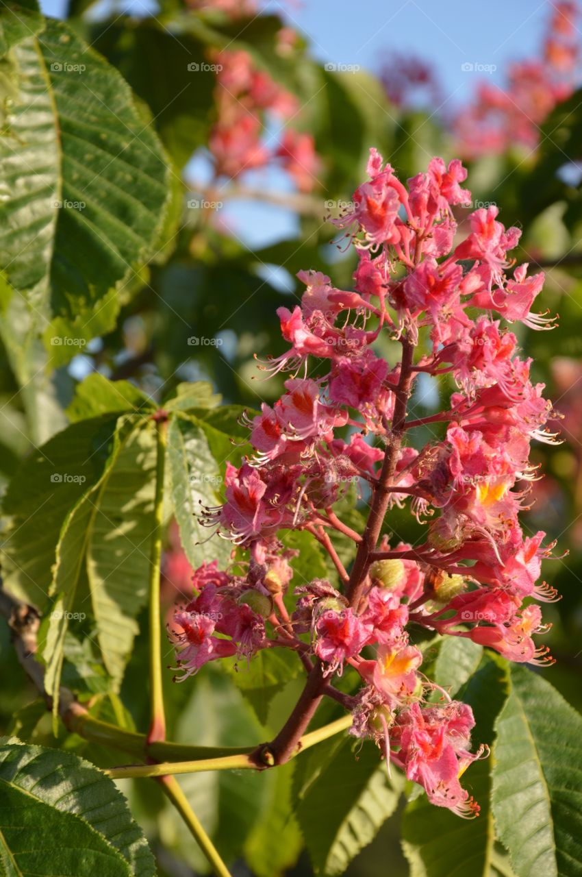 chestnut blossom