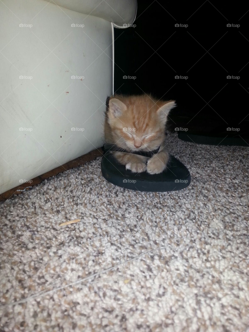 kitten sleeping in flip flop