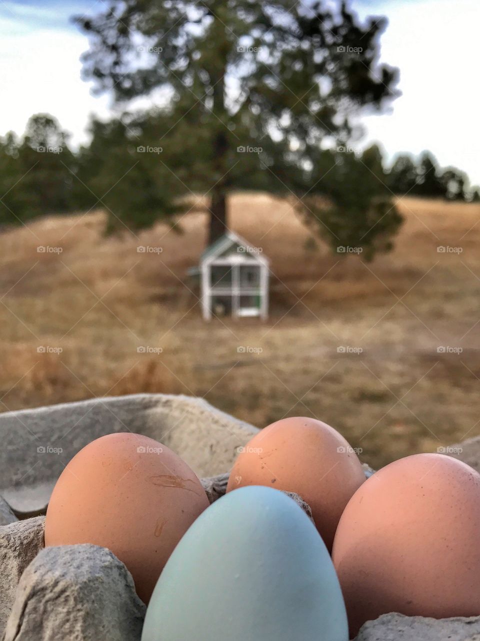 Farm fresh eggs.