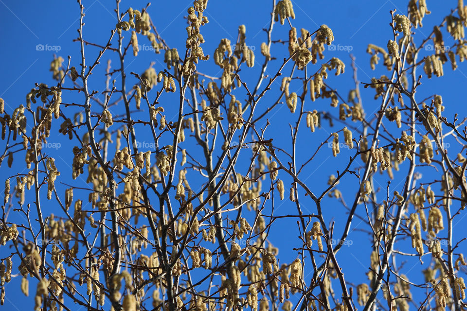 Spring - tree catkins pollen
vår - träd hängen pollen 