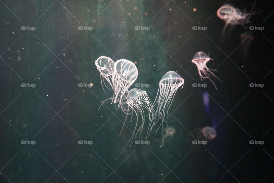 Jellyfish#ocean#especies