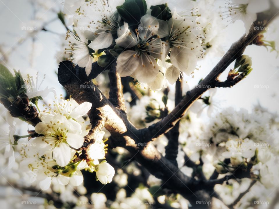 Prune tree in bloom in my yard 