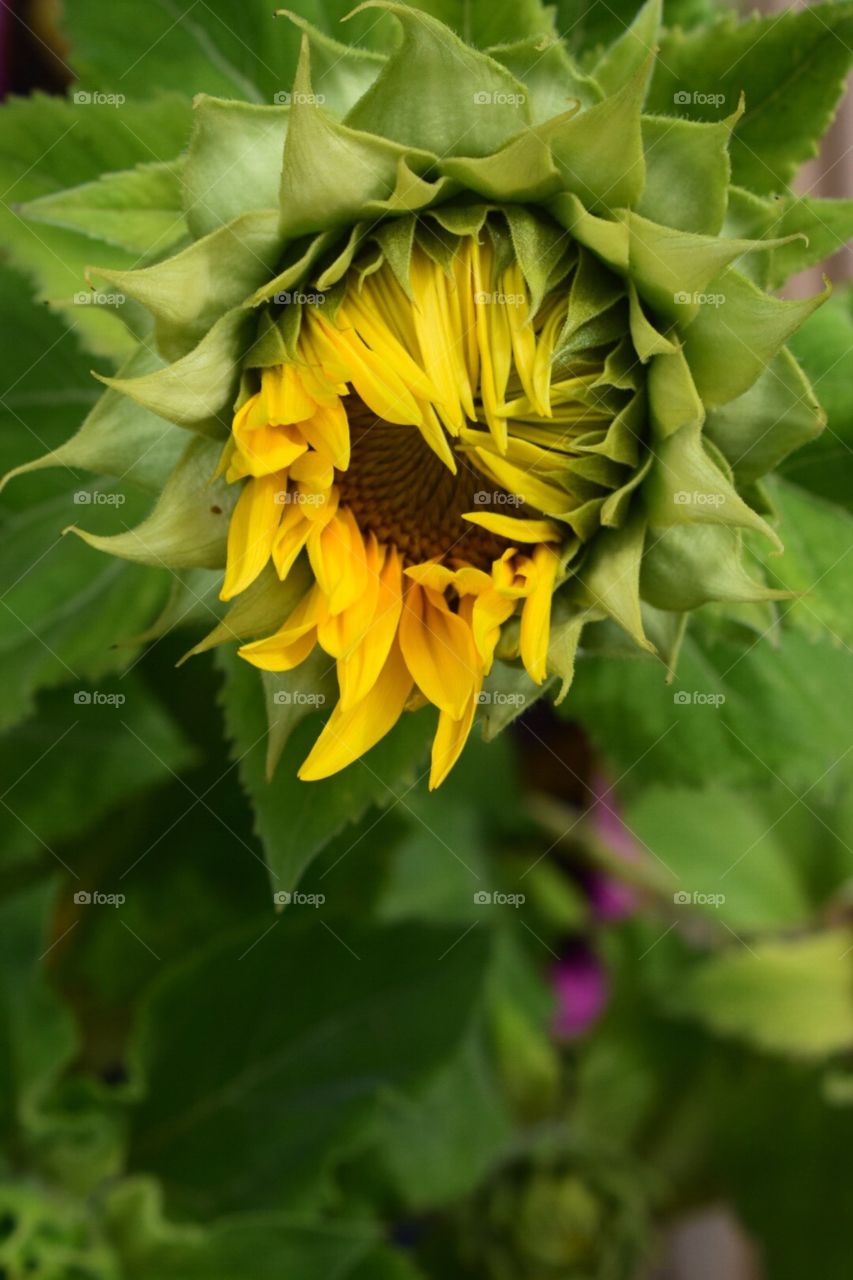 Sunflowers 