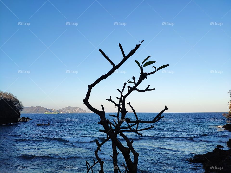 a tree and beach