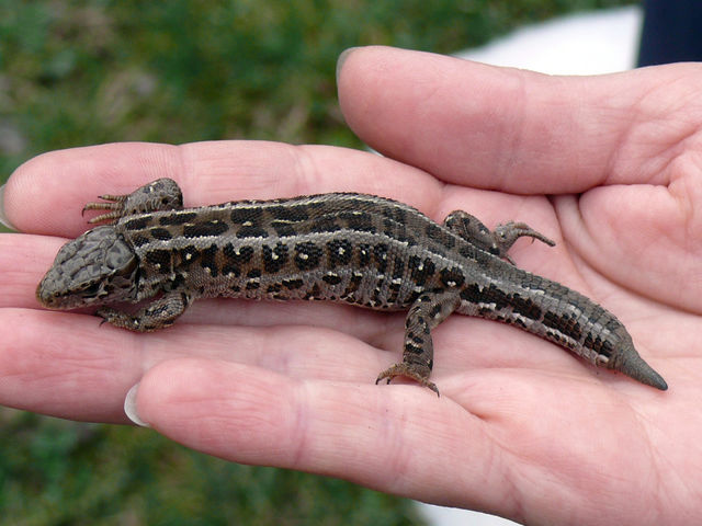 A beautiful lizard