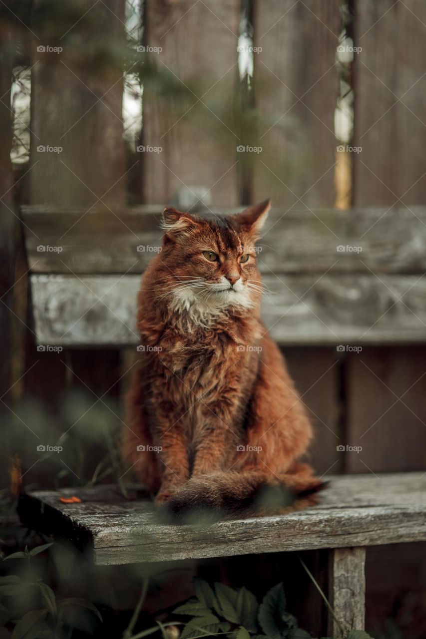 Rudy somali cat sitting on an old wooden bench at summer day