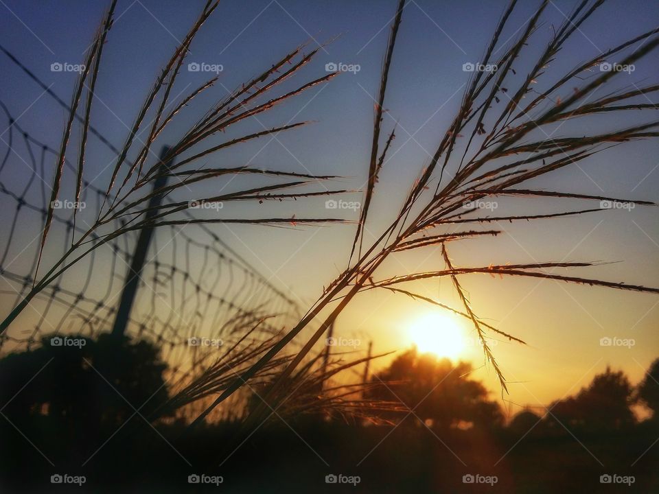 Sunset in blue and gold on a fence line in tall grass