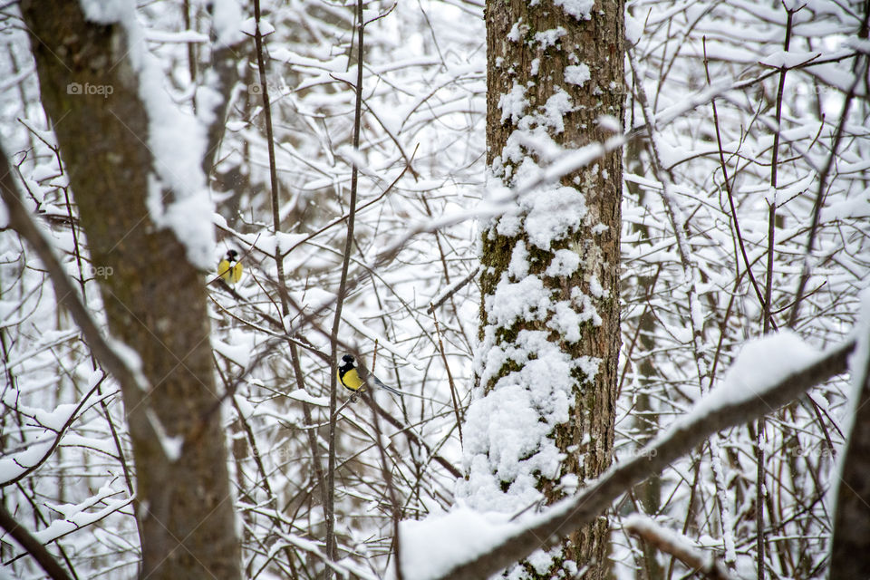 Birds sitting on branch in snowy winter forest
