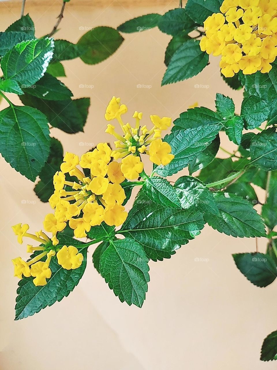 Yellow little flowers plants