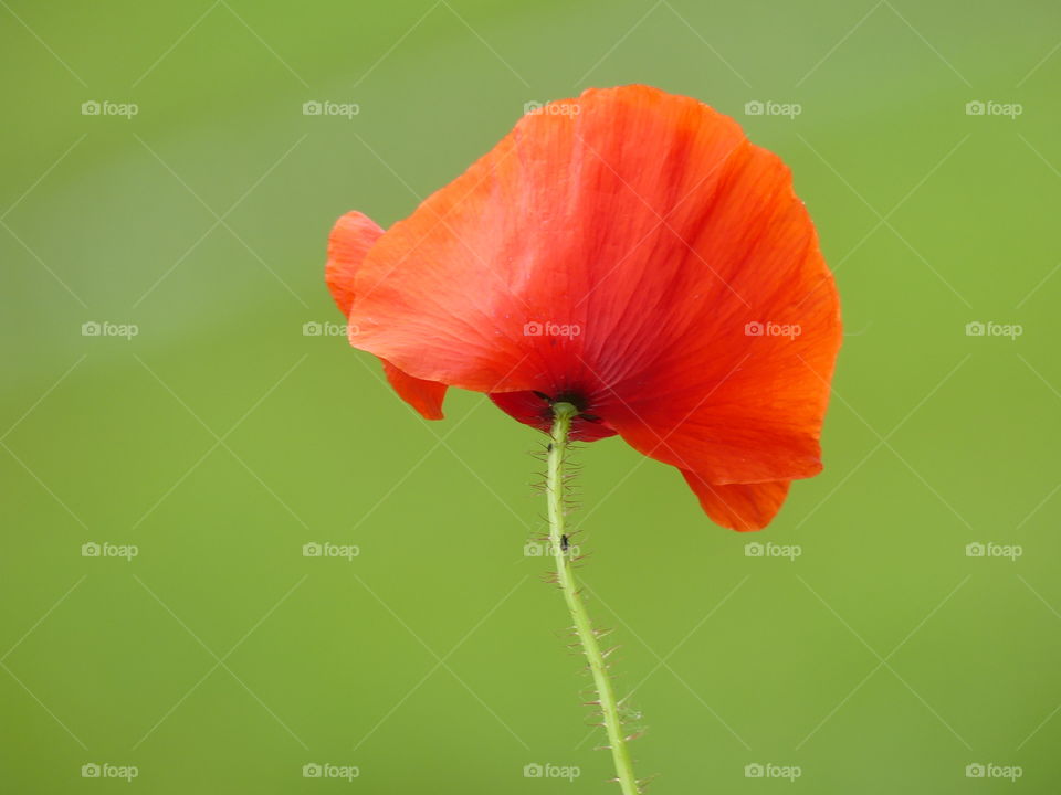 Poppy