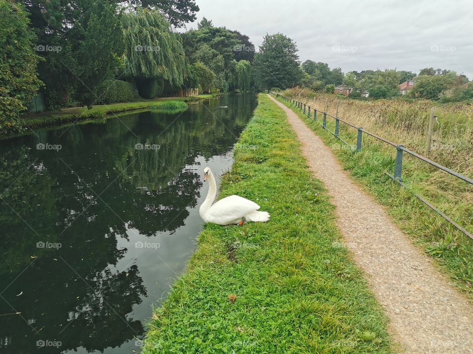 The Beautiful Swans of Hertfordshire
